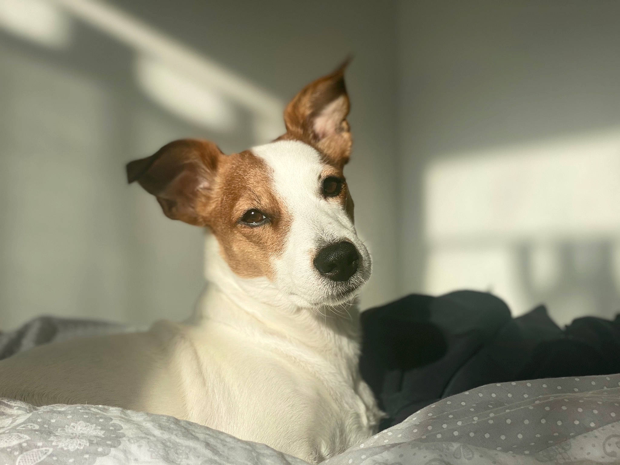 Mindy participe au concours pour gagner de l'argent avec cette photo : ancient_dog_breeds, canidae, carnivore, collar, comfort, companion_dog, dog, dog_breed, dog_collar, dog_supply, fawn, fur, irishjacks, non_sporting_group, snout, sporting_group, terrestrial_animal, whiskers, working_animal