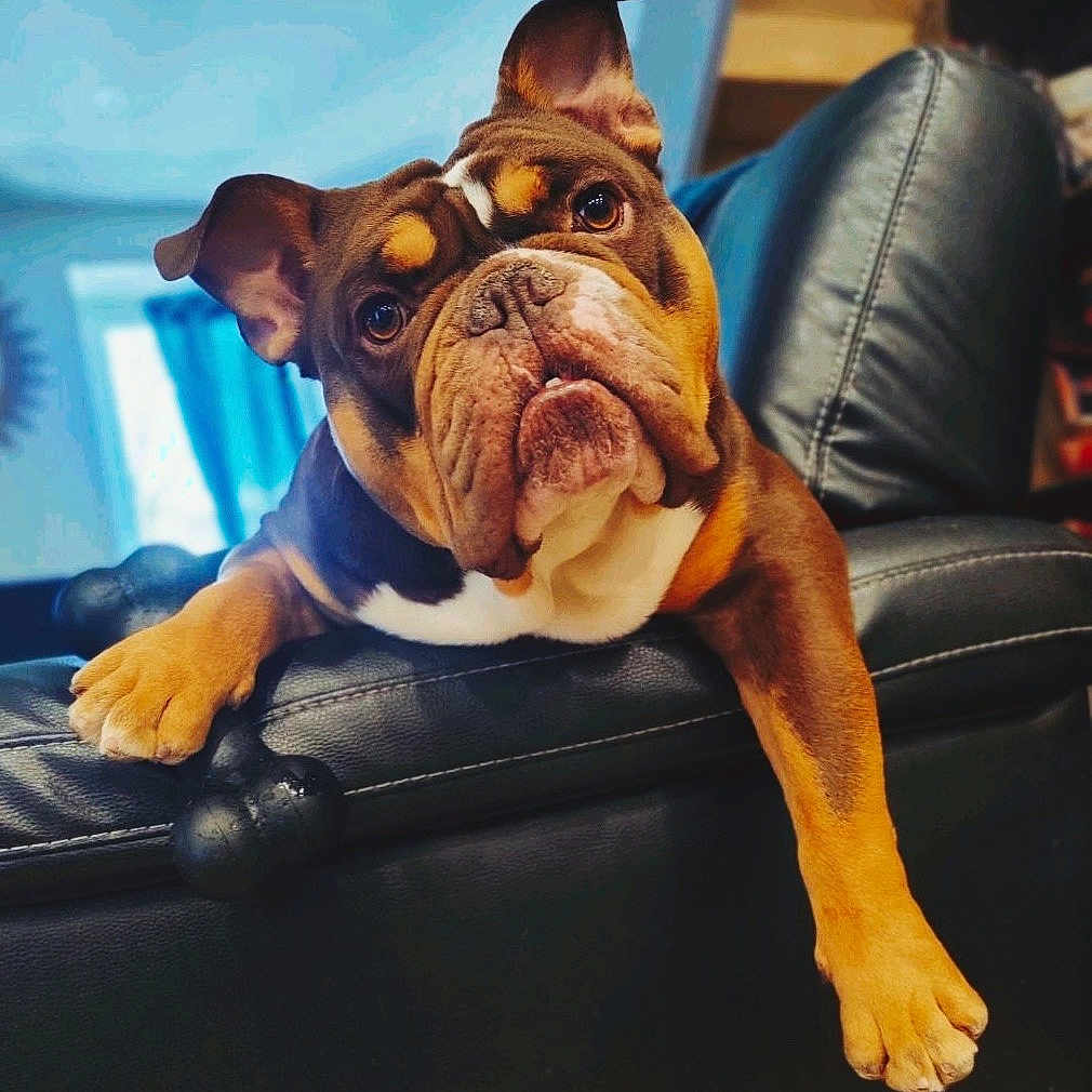 Kimbo