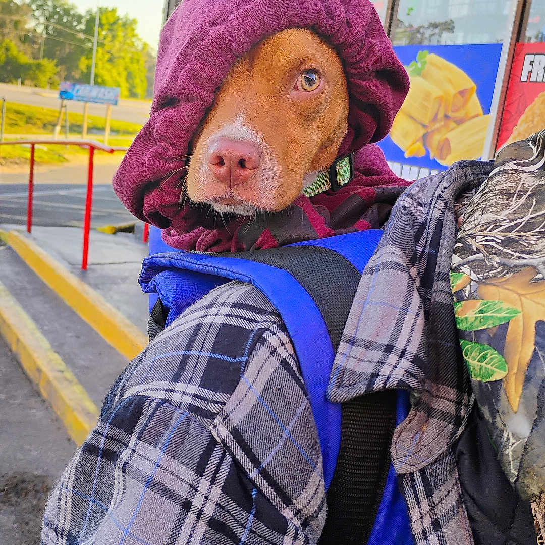 Dewby is registered to the contest to win money with this photo: animal, blue_harness, brown_dog, canine, curious_expression, daylight, dog, hood, jacket, maroon, nature, outdoor, person_carrying, pet, plaid, railing, sidewalk, sign, storefront, window
