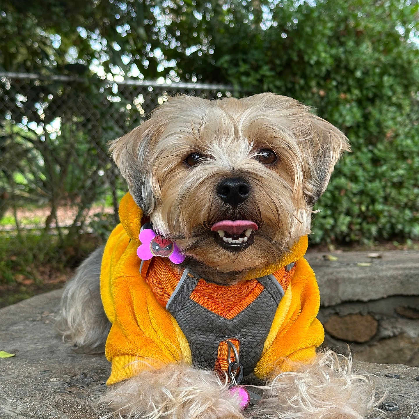 Simba joined the competition — help win amazing prizes! animal, chain_link_fence, collar, cute, daylight, dog, fur, greenery, leaves, orange_hoodie, outdoor, pet, playful, portrait, relaxed, small_dog, stone_surface, tag, tongue_out, yellow_hoodie
