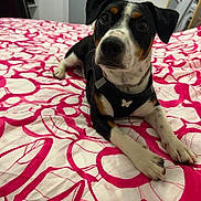 Orsu a rejoint le concours — aidez-le/la à gagner de superbes lots ! dog, bed, bedding, pattern, indoor, pet, canine, black, white, brown, fur, collar, harness, cute, animal, resting, looking, ears, paws, room