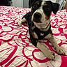 dog, bed, bedding, pattern, indoor, pet, canine, black, white, brown, fur, collar, harness, cute, animal, resting, looking, ears, paws, room