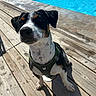 dog, pet, outdoor, wooden_deck, pool, sunlight, canine, animal, green_harness, summer, water, daylight, cute, sitting, looking_up, ears, black_white_brown, snout, shadow, playful