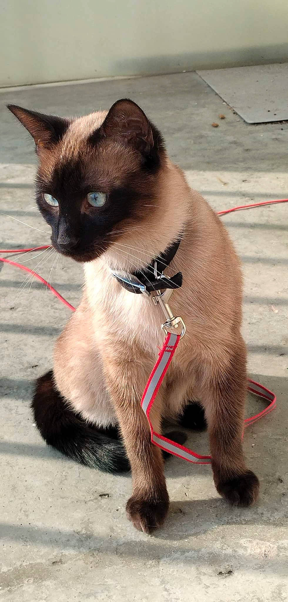 Sky participe au concours pour gagner de l'argent avec cette photo : carnivore, cat, claw, collar, domestic_short_haired_cat, fawn, felidae, foot, fur, iris, leash, paw, pet_supply, siamese, small_to_medium_sized_cats, snout, tail, terrestrial_animal, thai, whiskers