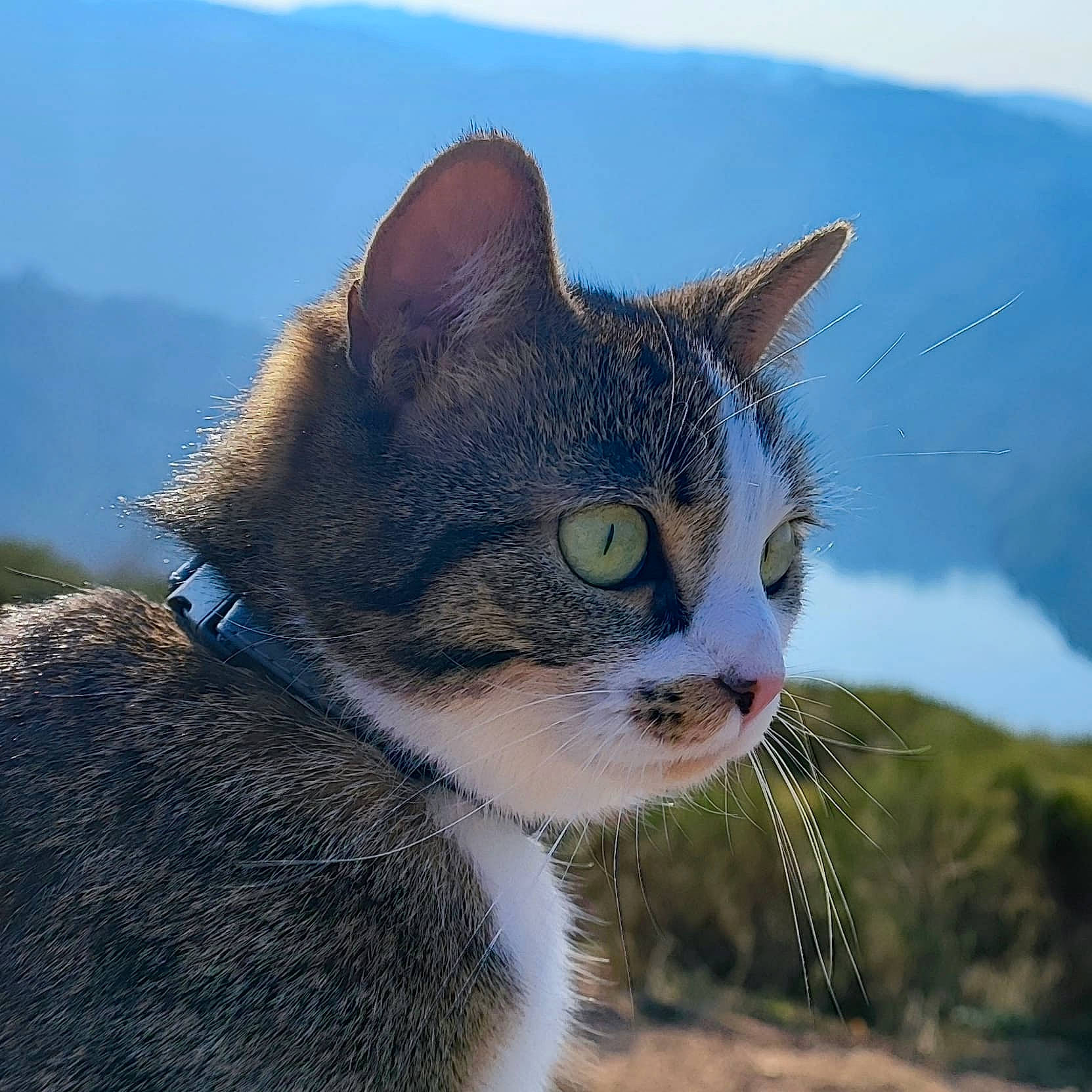 Tabatha participe au concours pour gagner de l'argent avec cette photo : carnivore, cat, collar, domestic_short_haired_cat, felidae, fur, grass, human_body, sky, small_to_medium_sized_cats, snout, tail, terrestrial_animal, tree, whiskers, wildlife