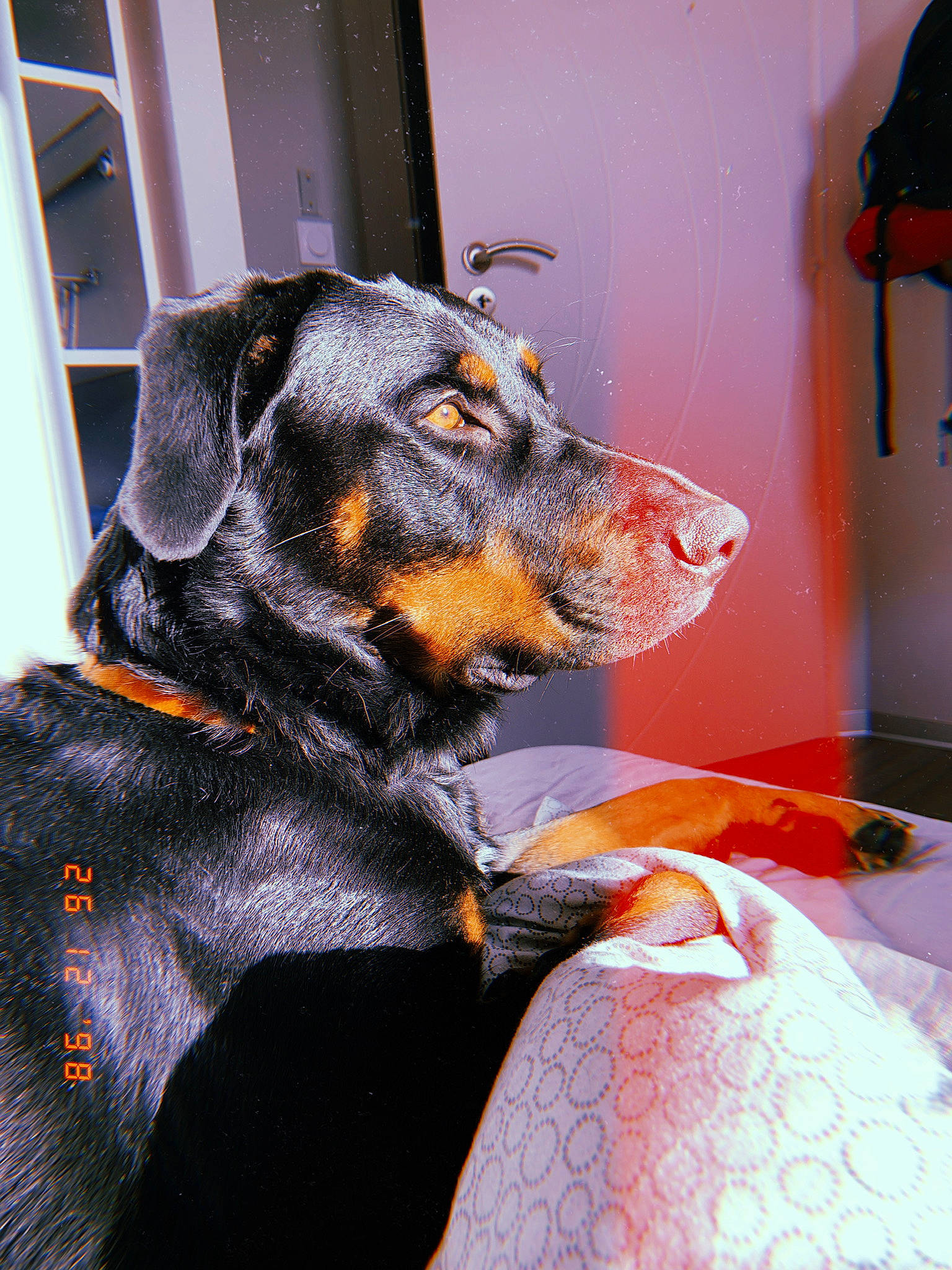 Oslo participe au concours pour gagner de l'argent avec cette photo : canidae, carnivore, collar, comfort, companion_dog, dog, dog_breed, fur, guard_dog, pinscher, snout, sporting_group, toy_dog, working_animal, working_dog