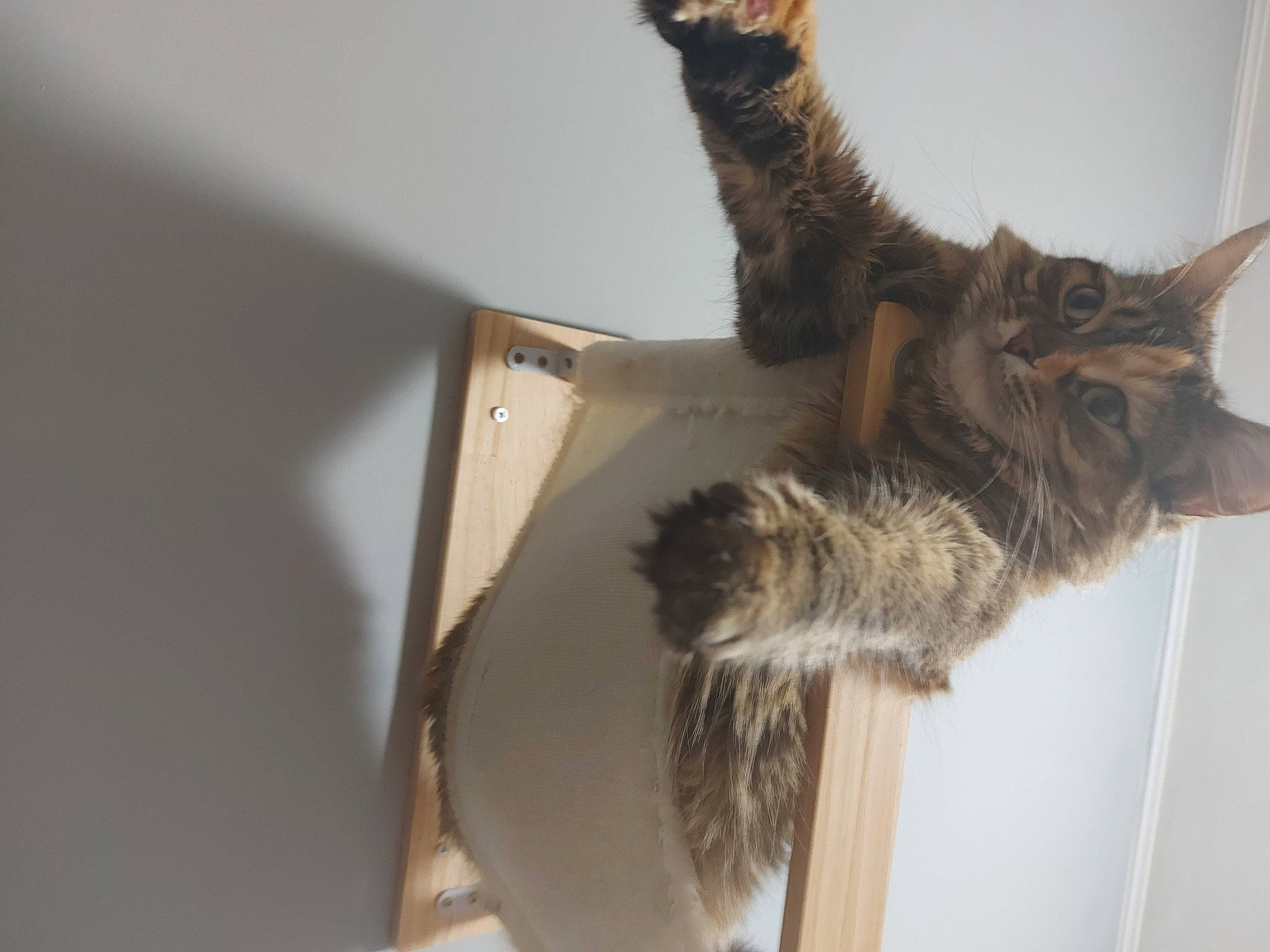 Pepper is registered to the contest to win money with this photo: carnivore, cat, claw, domestic_short_haired_cat, felidae, fur, natural_material, paw, small_to_medium_sized_cats, tail, whiskers, window, wood