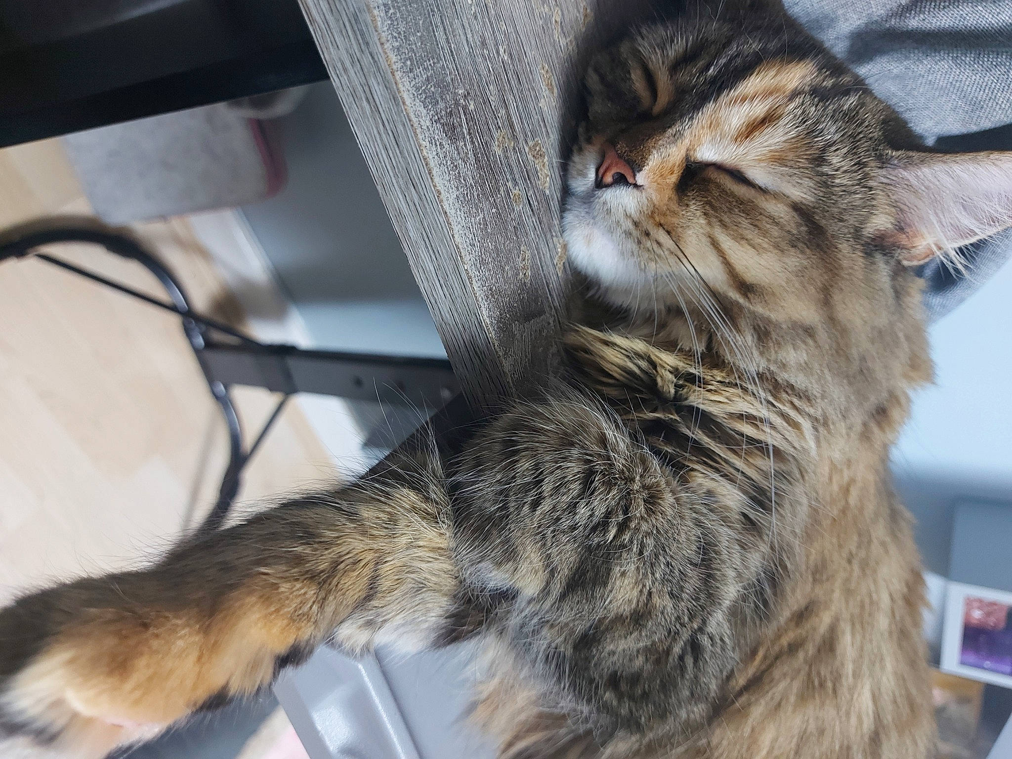 Pepper is registered to the contest to win money with this photo: carnivore, cat, claw, comfort, domestic_short_haired_cat, felidae, fur, paw, small_to_medium_sized_cats, snout, tail, terrestrial_animal, whiskers