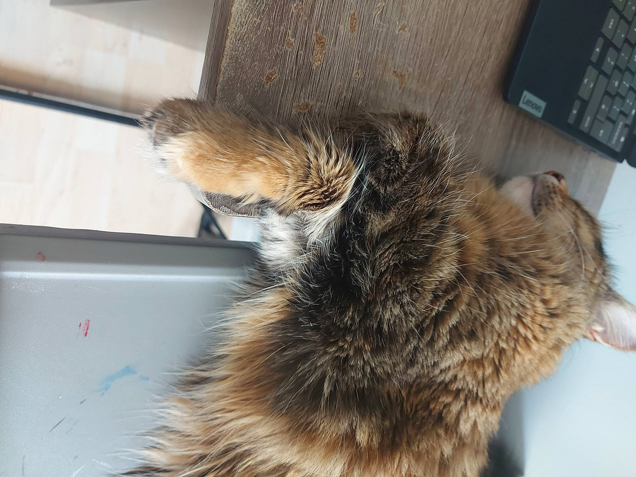 Pepper joined the competition — help win amazing prizes! canidae, carnivore, cat, claw, dog_breed, domestic_short_haired_cat, felidae, fur, office_equipment, paw, small_to_medium_sized_cats, tail, whiskers