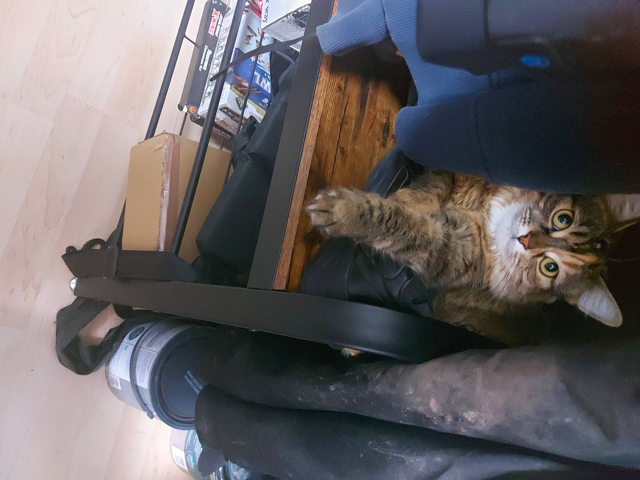 Pepper joined the competition — help win amazing prizes! auto_part, automotive_exterior, carnivore, cat, domestic_short_haired_cat, felidae, fur, gas, glove, machine, metal, military, small_to_medium_sized_cats, tail, vehicle, whiskers, wood