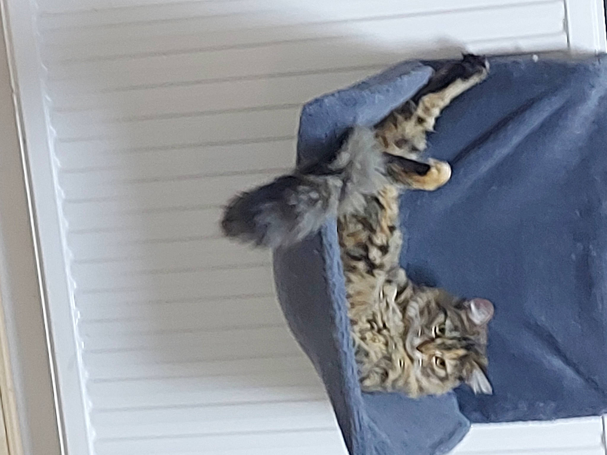 Pepper is registered to the contest to win money with this photo: birman, carnivore, cat, comfort, domestic_short_haired_cat, felidae, fur, military_camouflage, room, small_to_medium_sized_cats, tail, vertebrate, whiskers