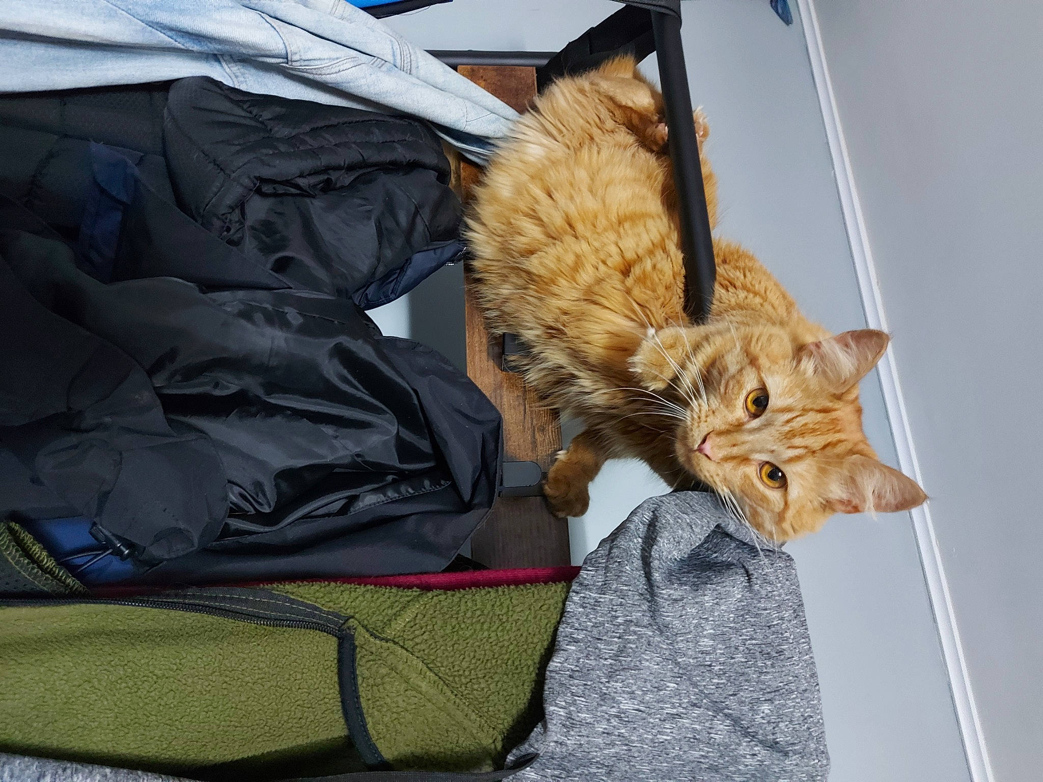 Jasper joined the competition — help win amazing prizes! bag, carnivore, cat, claw, comfort, domestic_short_haired_cat, fawn, felidae, fur, linens, luggage_and_bags, paw, small_to_medium_sized_cats, tail, whiskers, window