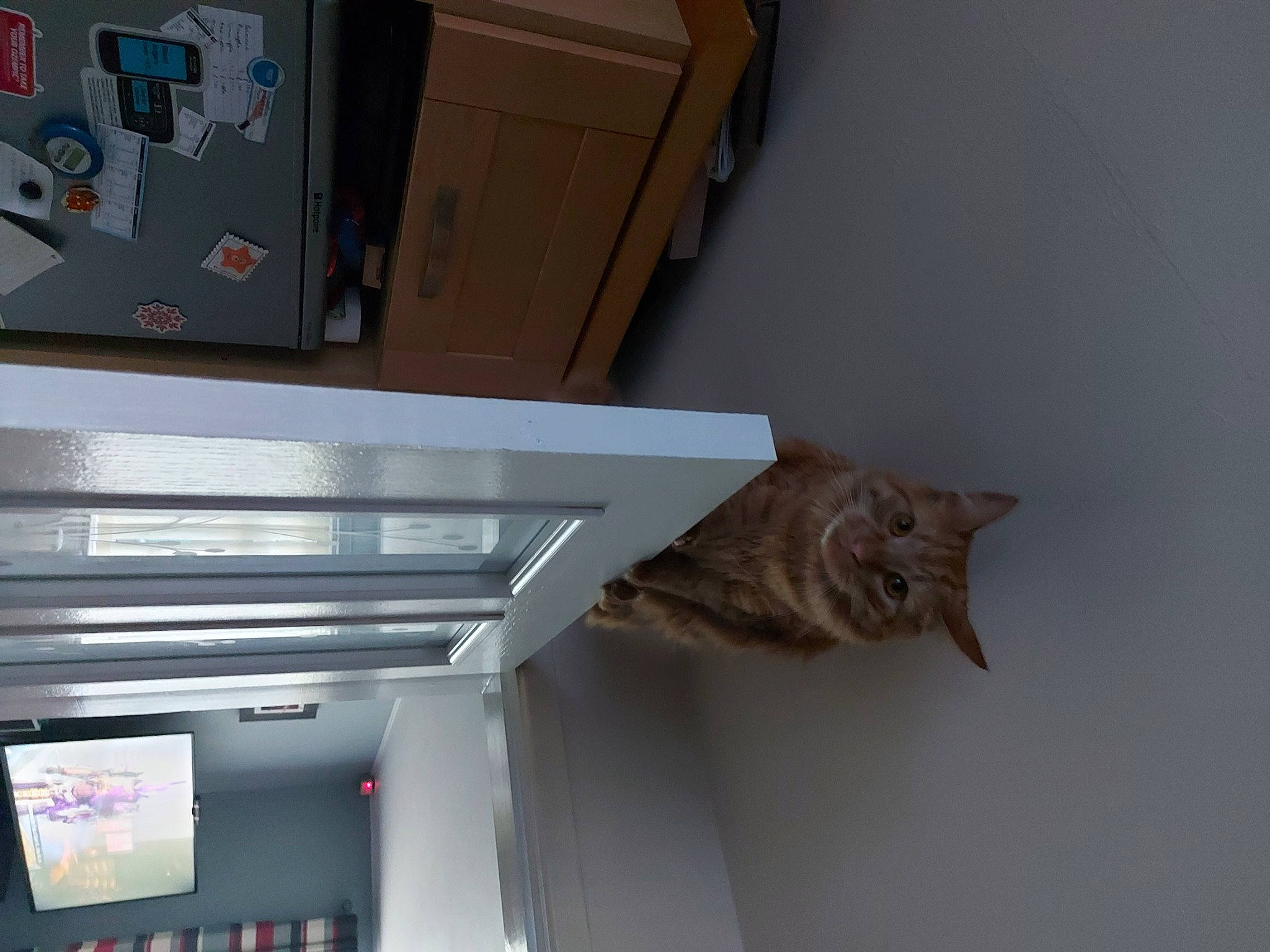 Jasper is registered to the contest to win money with this photo: carnivore, cat, domestic_short_haired_cat, felidae, flooring, fur, gas, hardwood, machine, room, small_to_medium_sized_cats, tail, whiskers, wood, wood_stain