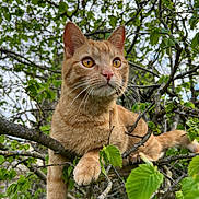 Loki a rejoint le concours — aidez-le/la à gagner de superbes lots ! cat, orange_tabby, animal, pet, tree, branches, leaves, outdoor, nature, fur, whiskers, eyes, paws, closeup, wildlife, greenery, daylight, mammal, curious, alert