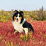 dog, shetland_sheepdog, animal, pet, outdoor, field, plants, grass, nature, smiling, fur, fluffy, tri_color, happy, canine, flora, scenic, daylight, portrait, mammal