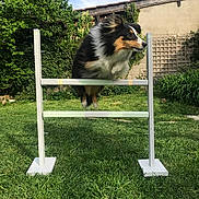 Prudence participe au concours pour gagner de l'argent avec cette photo : dog, jumping, hurdle, grass, outdoor, pet, animal, garden, fence, fur, active, canine, nature, sunlight, playful, leap, training, agility, daytime, backyard