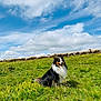 dog, sheep, grass, hill, clouds, sky, nature, outdoor, animal, pasture, herding, fluffy, greenery, landscape, canine, rural, field, mammal, sunny, blue_sky