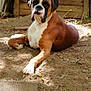 Raptor participe au concours pour gagner de l'argent avec cette photo : dog, boxer, pet, animal, outdoor, garden, plant, sunlight, dirt, relaxing, brown, white, fur, ears, face, eyes, paw, wood, planter, nature