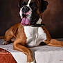 Raptor a rejoint le concours — aidez-le/la à gagner de superbes lots ! dog, boxer, pet, animal, tongue_out, brown, white, collar, lying_down, paw, portrait, indoor, fur, mammal, cute, alert, friendly, canine, resting, studio