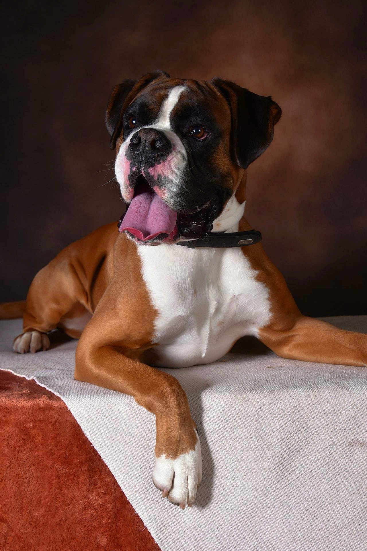 Raptor a rejoint le concours — aidez-le/la à gagner de superbes lots ! dog, boxer, pet, animal, tongue_out, brown, white, collar, lying_down, paw, portrait, indoor, fur, mammal, cute, alert, friendly, canine, resting, studio