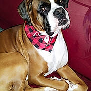 Raptor participe au concours pour gagner de l'argent avec cette photo : dog, brown, white, bandana, red, couch, indoor, pet, canine, resting, closeup, portrait, holiday, christmas, cozy, fur, ears, eyes, animal, companion