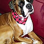 dog, brown, white, bandana, red, couch, indoor, pet, canine, resting, closeup, portrait, holiday, christmas, cozy, fur, ears, eyes, animal, companion