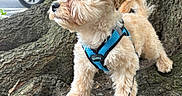 Teddy joined the competition — help win amazing prizes! dog, puppy, small_dog, fluffy, harness, tree, tree_root, outdoor, urban, side_view, curious, animal, pet, canine, nature, street, car, blue_car, fur, standing