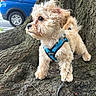 dog, puppy, small_dog, fluffy, harness, tree, tree_root, outdoor, urban, side_view, curious, animal, pet, canine, nature, street, car, blue_car, fur, standing