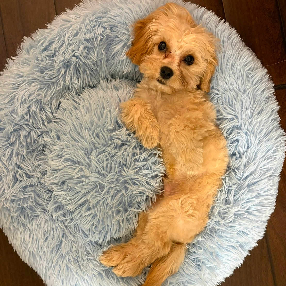 Teddy