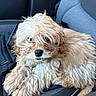 Teddy joined the competition — help win amazing prizes! dog, fluffy, curly_fur, pet, car_seat, animal, cute, companion, canine, fur, relaxed, indoors, transport, seat, brown, small_dog, portrait, friendly, domestic_animal, cozy