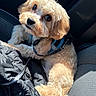 dog, pet, car_seat, sunlight, fluffy, brown_fur, leash, jacket, indoor, closeup, cute, animal, companion, relaxed, looking_up, seatbelt, texture, cozy, travel, adorable