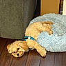Teddy joined the competition — help win amazing prizes! dog, puppy, small_dog, fluffy, blue_harness, dog_bed, furniture, couch, wooden_floor, indoor, pet, relaxed, sleepy, brown_fur, resting, cozy, home, floor, cute, animal