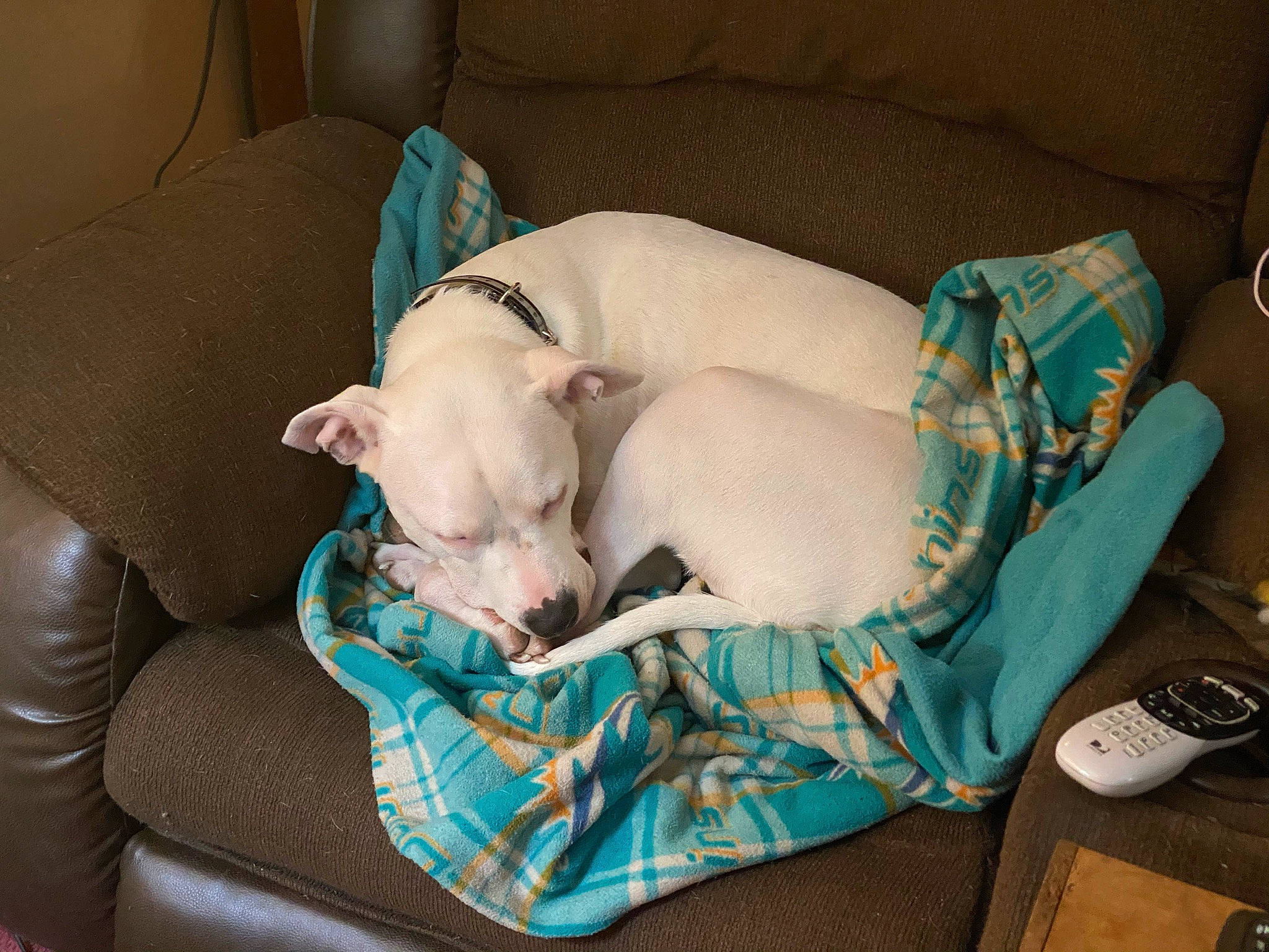 Luna joined the competition — help win amazing prizes! baby, baby_products, bedtime, canidae, carnivore, child, comfort, companion_dog, couch, dog, dog_breed, dog_supply, fawn, felidae, linens, nap, office_supplies, sitting, sleep, sporting_group