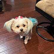Baby joined the competition — help win amazing prizes! dog, small_dog, fluffy, blue_ears, pink_bow, indoor, wooden_floor, flooring, pet, cute, curious, looking_up, fur, animal, companion, domestic, chair, furniture, cozy, brown_floor