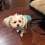 dog, small_dog, fluffy, blue_ears, pink_bow, indoor, wooden_floor, flooring, pet, cute, curious, looking_up, fur, animal, companion, domestic, chair, furniture, cozy, brown_floor