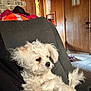 Baby is registered to the contest to win money with this photo: dog, small_dog, white_dog, fluffy, couch, furniture, indoor, wood_paneling, door, tile_floor, blanket, clothing, pet, relaxed, seated, side_view, cozy, home, domestic, companion