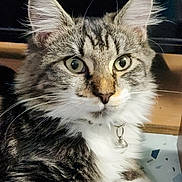 Budbud is registered to the contest to win money with this photo: cat, tabby, fluffy, close_up, green_eyes, collar, bell, pet, whiskers, ears, curious, feline, animal, indoor, portrait, cute, soft, fur, paw, domestic_cat