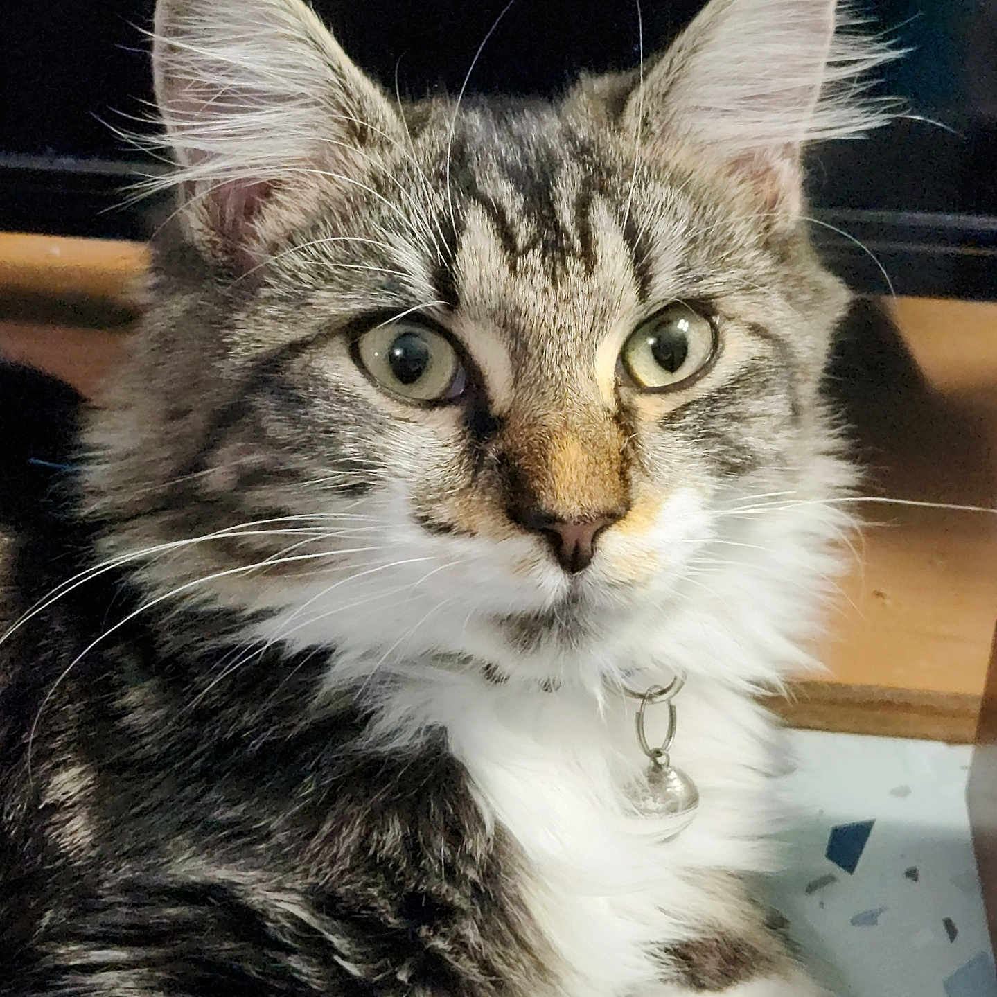Budbud is registered to the contest to win money with this photo: cat, tabby, fluffy, close_up, green_eyes, collar, bell, pet, whiskers, ears, curious, feline, animal, indoor, portrait, cute, soft, fur, paw, domestic_cat