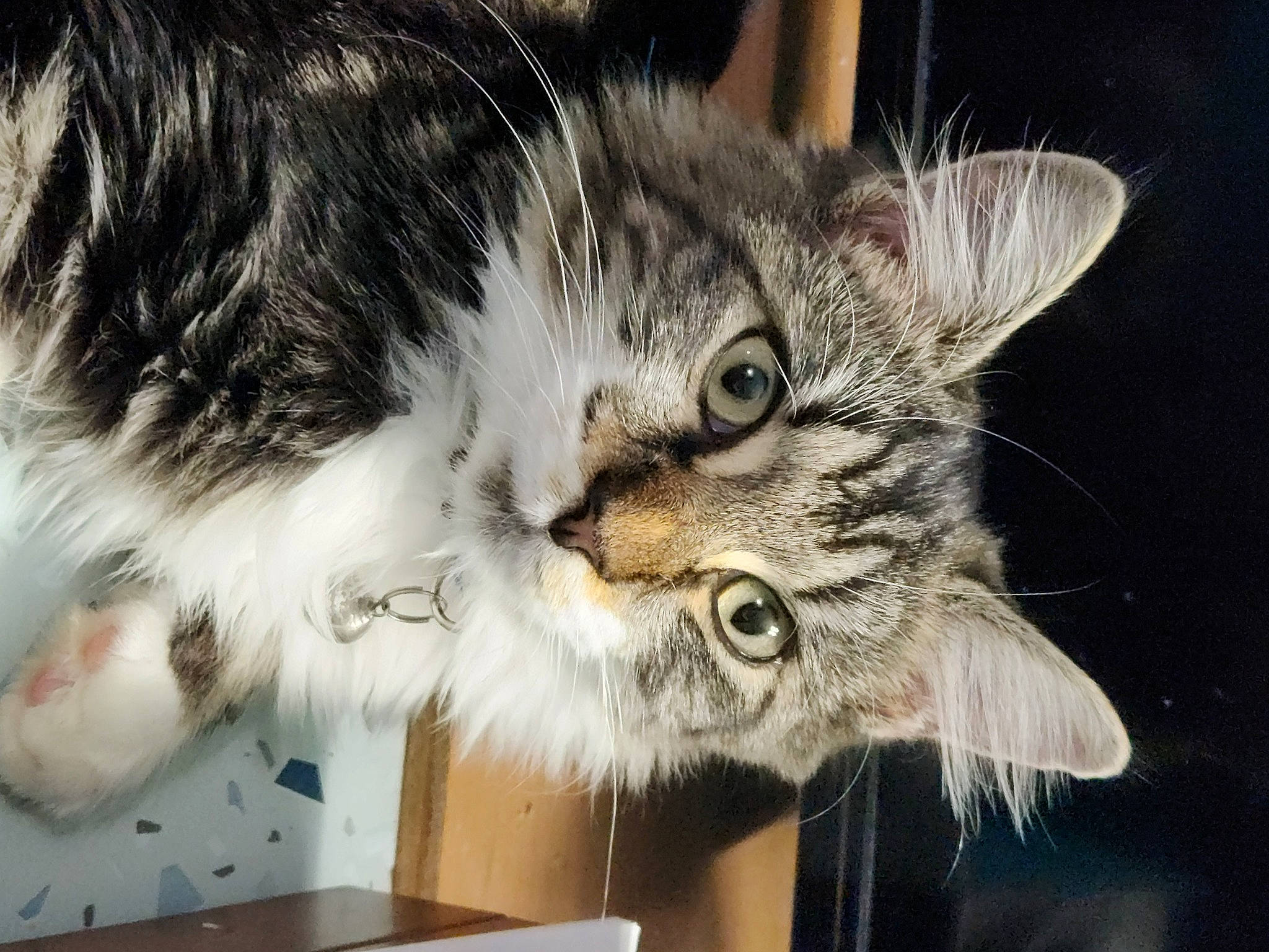 Buddy