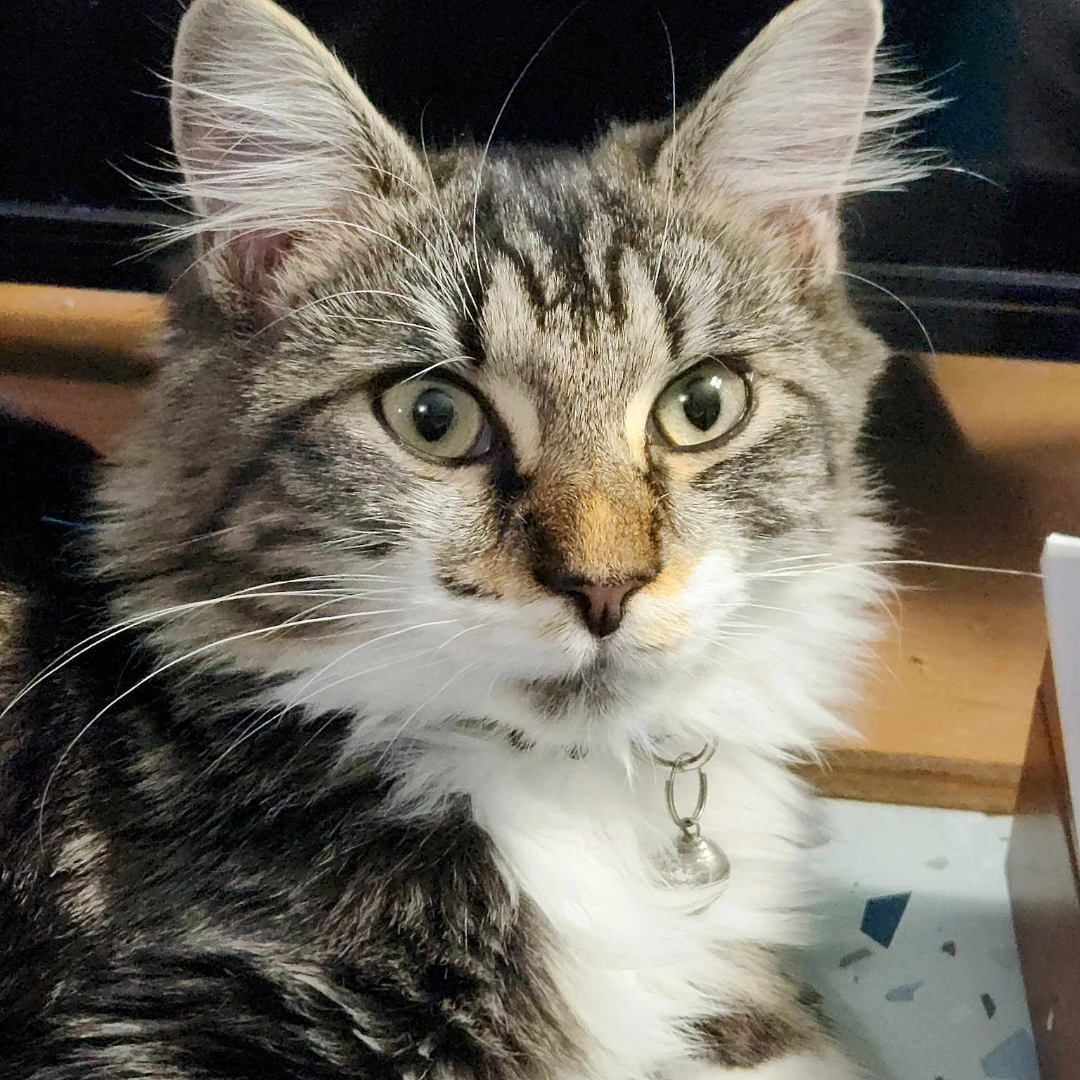 Buddy
