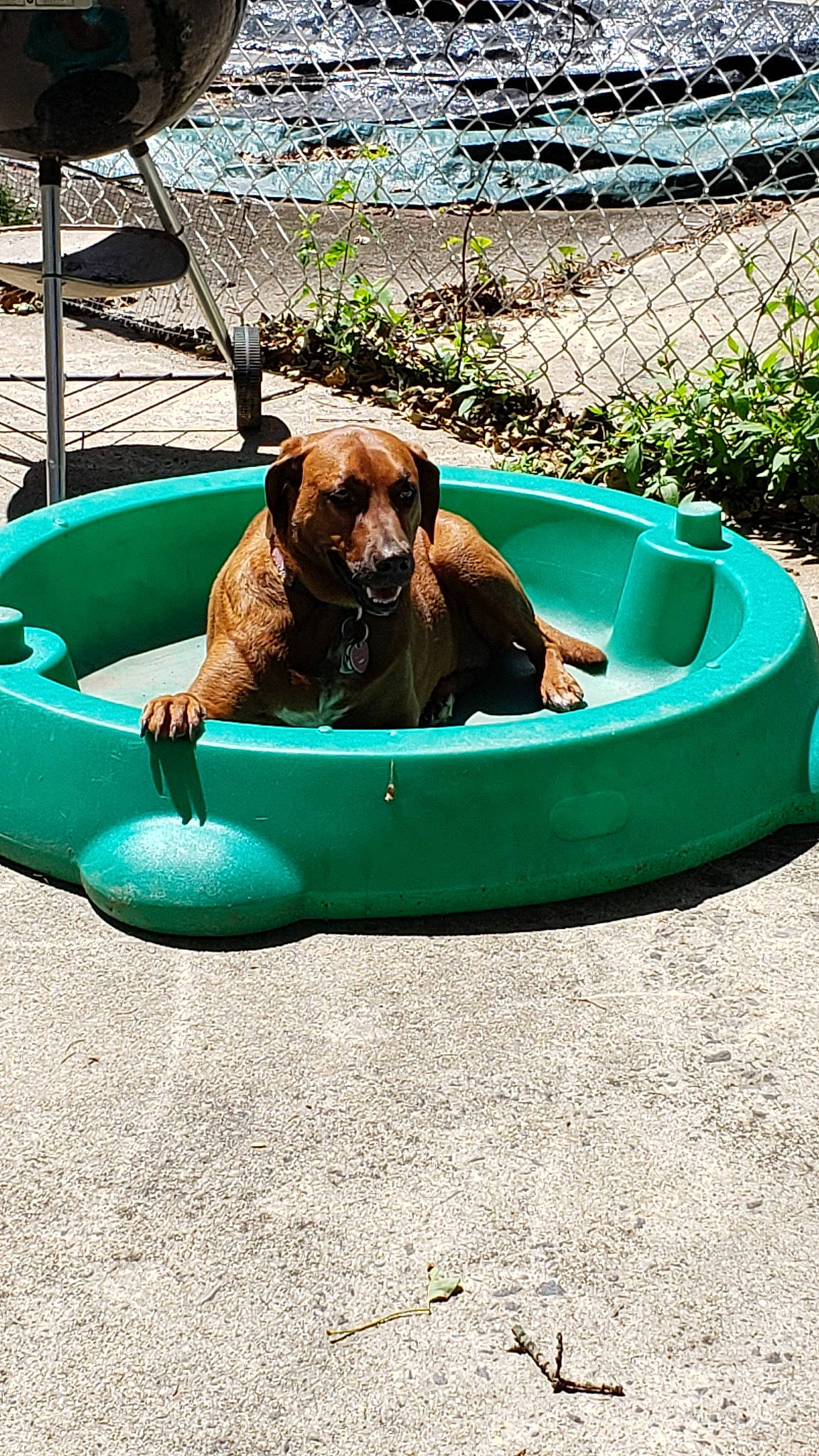 Cleo is registered to the contest to win money with this photo: canidae, carnivore, dog, dog_breed, fawn, leisure, sporting_group