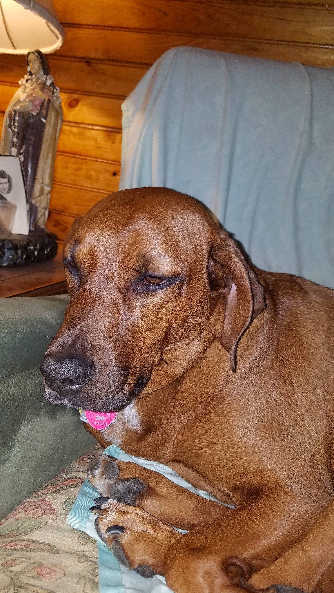 Cleo is registered to the contest to win money with this photo: broholmer, carnivoran, dog, dog_breed, dog_breed_group, dog_like_mammal, ear, hound, person, redbone_coonhound, rhodesian_ridgeback, snout, whiskers