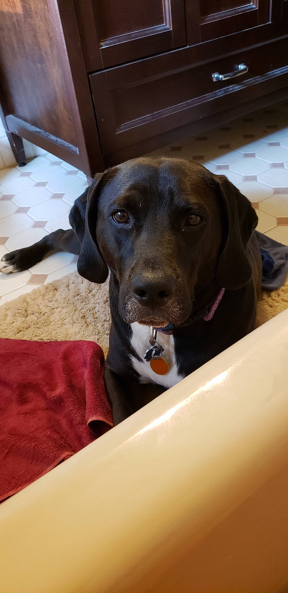 Nikko is registered to the contest to win money with this photo: beagador, canidae, carnivore, dog, dog_breed, fawn, german_shorthaired_pointer, hunting_dog, labrador_retriever, mammal, plott_hound, pointer, pointing_breed, snout, sporting_group, vizsla, whiskers