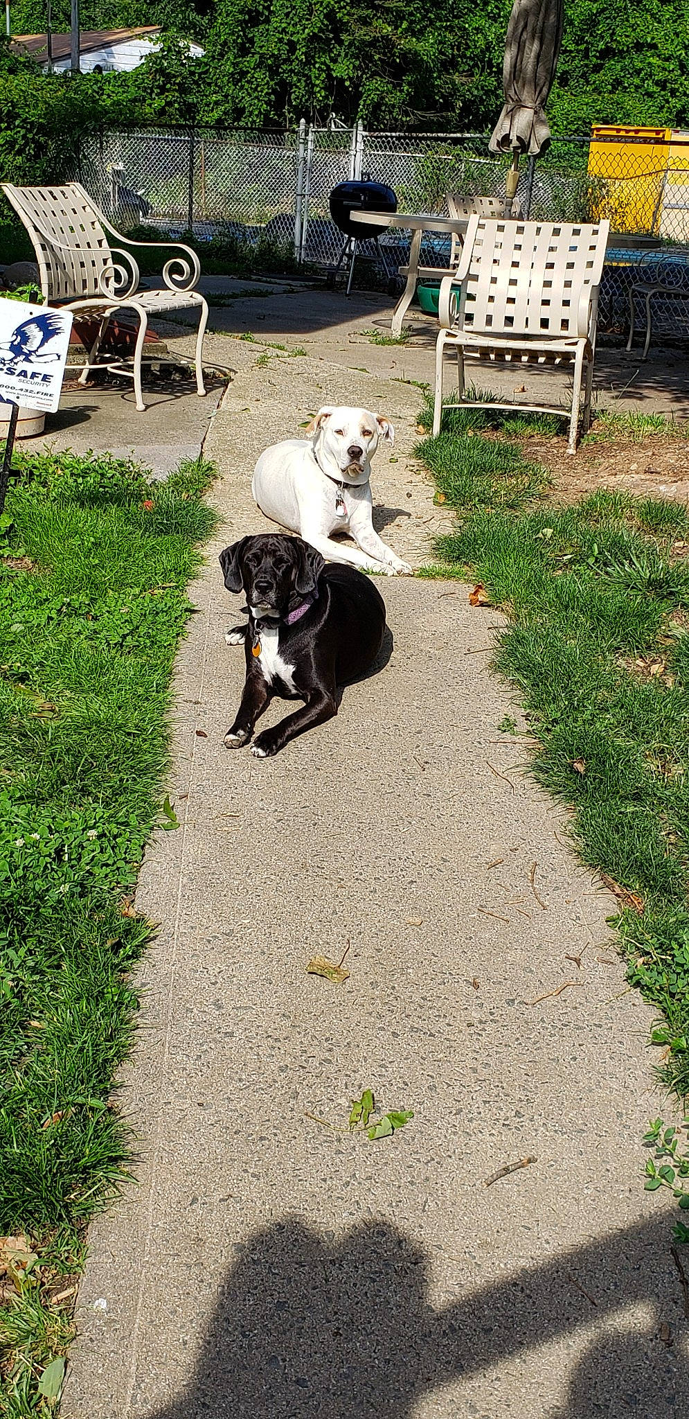 Nikko is registered to the contest to win money with this photo: backyard, borador, canidae, carnivore, dog, dog_breed, grass, guard_dog, hunting_dog, lawn, pointer, sporting_group, tail, working_dog, yard