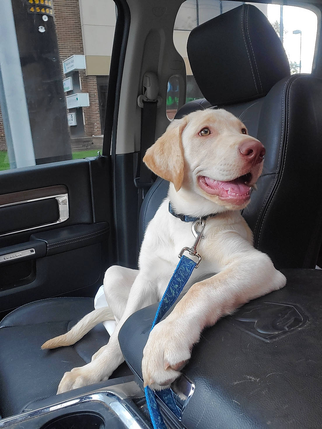 Luca is registered to the contest to win money with this photo: auto_part, canidae, car, car_seat, carnivore, companion_dog, dog, dog_breed, driving, hunting_dog, labrador_retriever, seat_belt, snout, sporting_group, transport, vehicle, vehicle_door