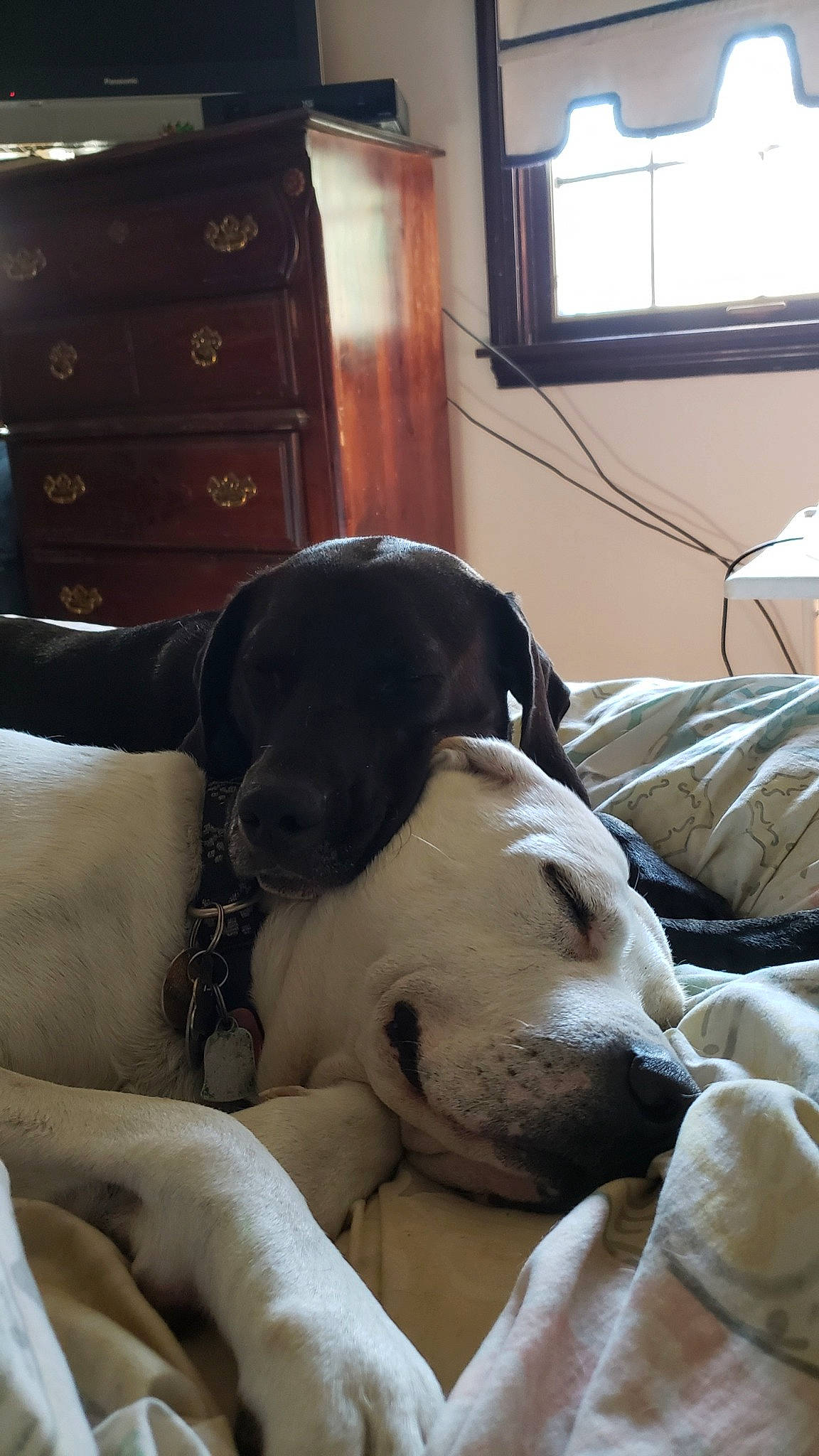 Chalie is registered to the contest to win money with this photo: american_bulldog, canidae, carnivore, dog, dog_breed, ear, fawn, nap, non_sporting_group, pointer, sleep, snout, sporting_group