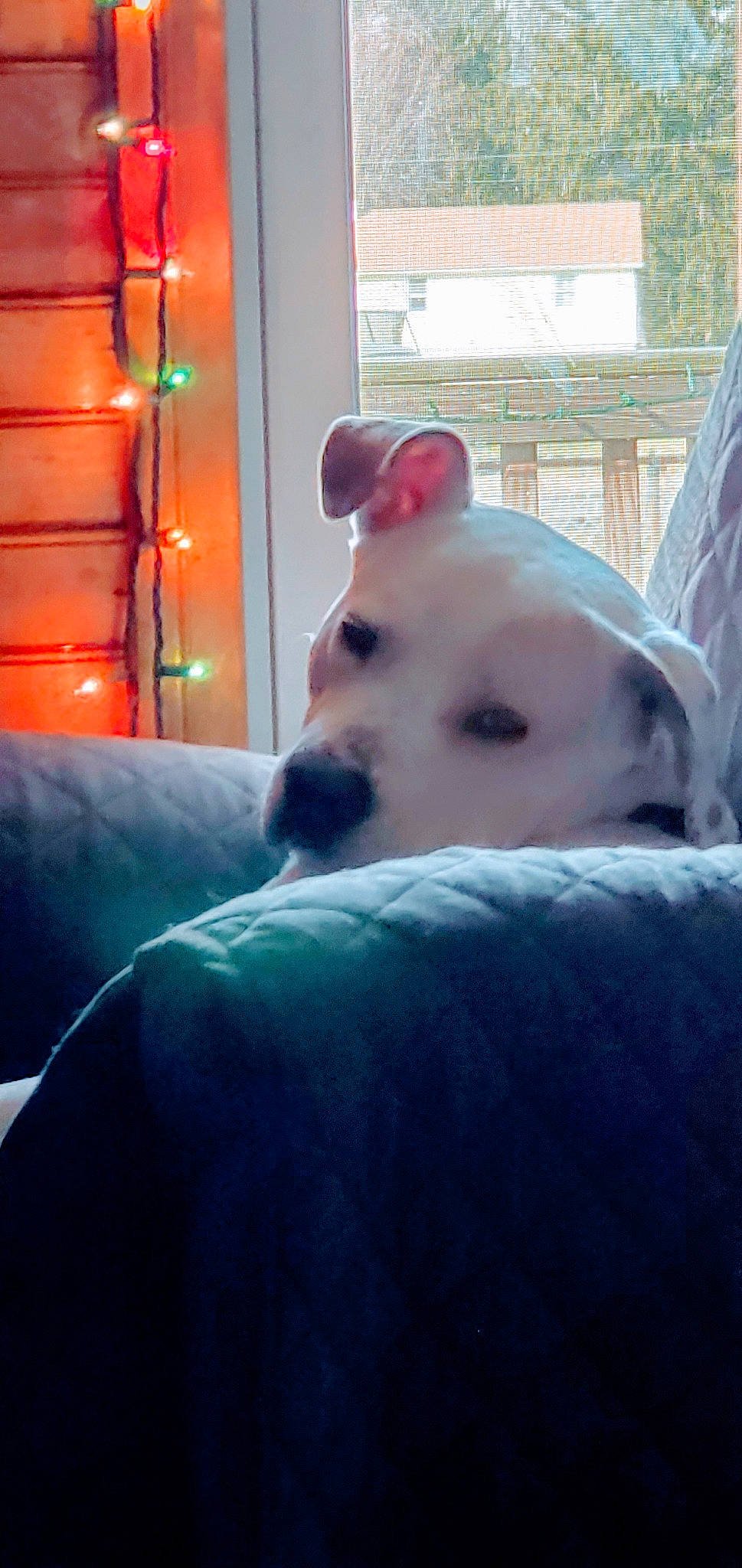 Chalie joined the competition — help win amazing prizes! canidae, carnivore, companion_dog, dog, dog_breed, labrador_retriever, non_sporting_group, nose, puppy, snout, sporting_group, white_shepherd