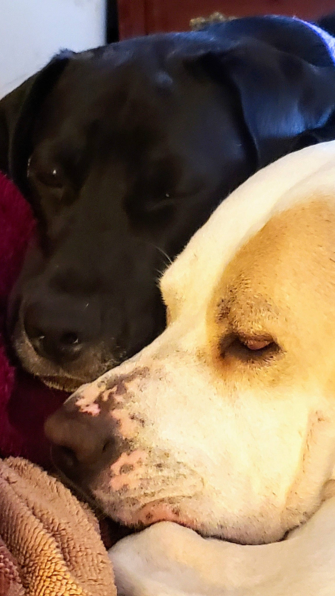 Chalie joined the competition — help win amazing prizes! canidae, carnivore, dog, dog_breed, fawn, labrador_retriever, mammal, nose, pointer, puppy, puppy_love, snout, sporting_group, whiskers