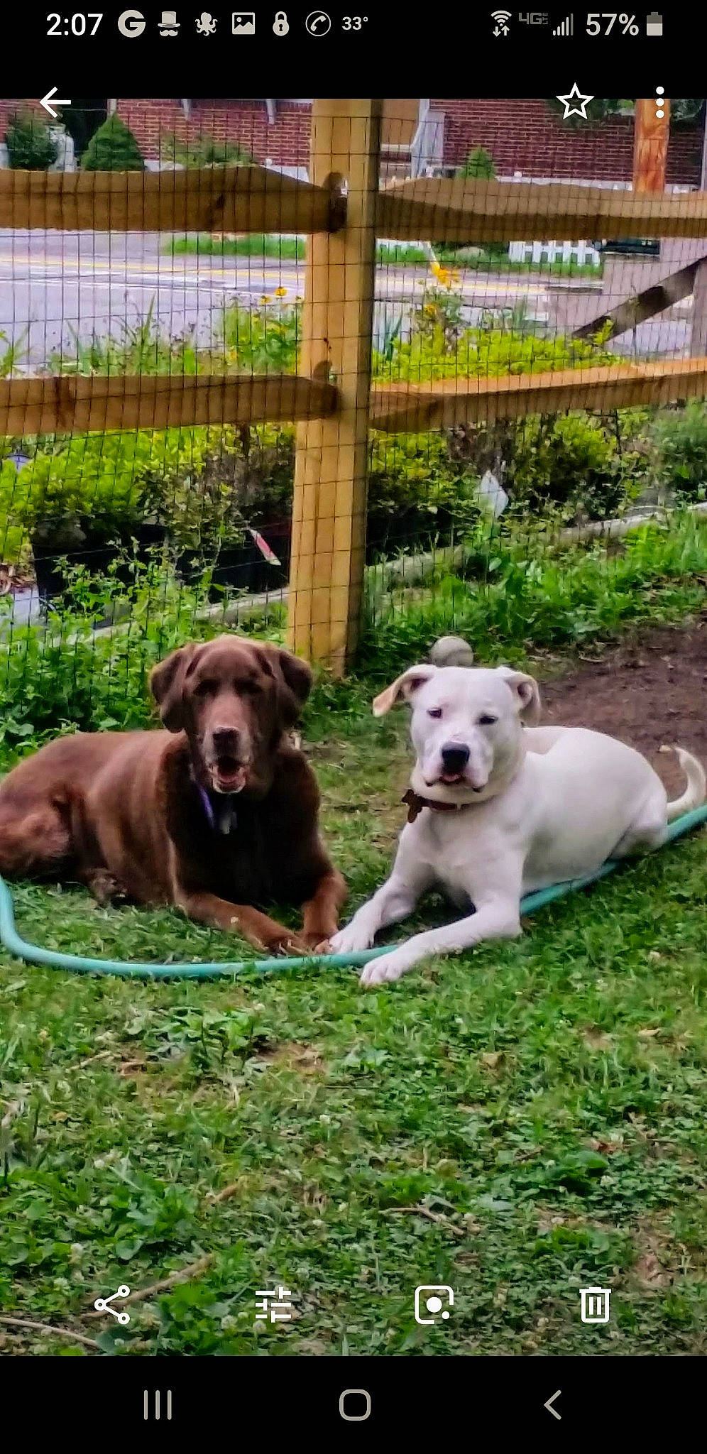 Chalie is registered to the contest to win money with this photo: canidae, carnivore, companion_dog, dog, dog_breed, dogo_argentino, fawn, golden_retriever, labrador_retriever, mammal, non_sporting_group, pointing_breed, puppy, retriever, sporting_group, vertebrate, weimaraner