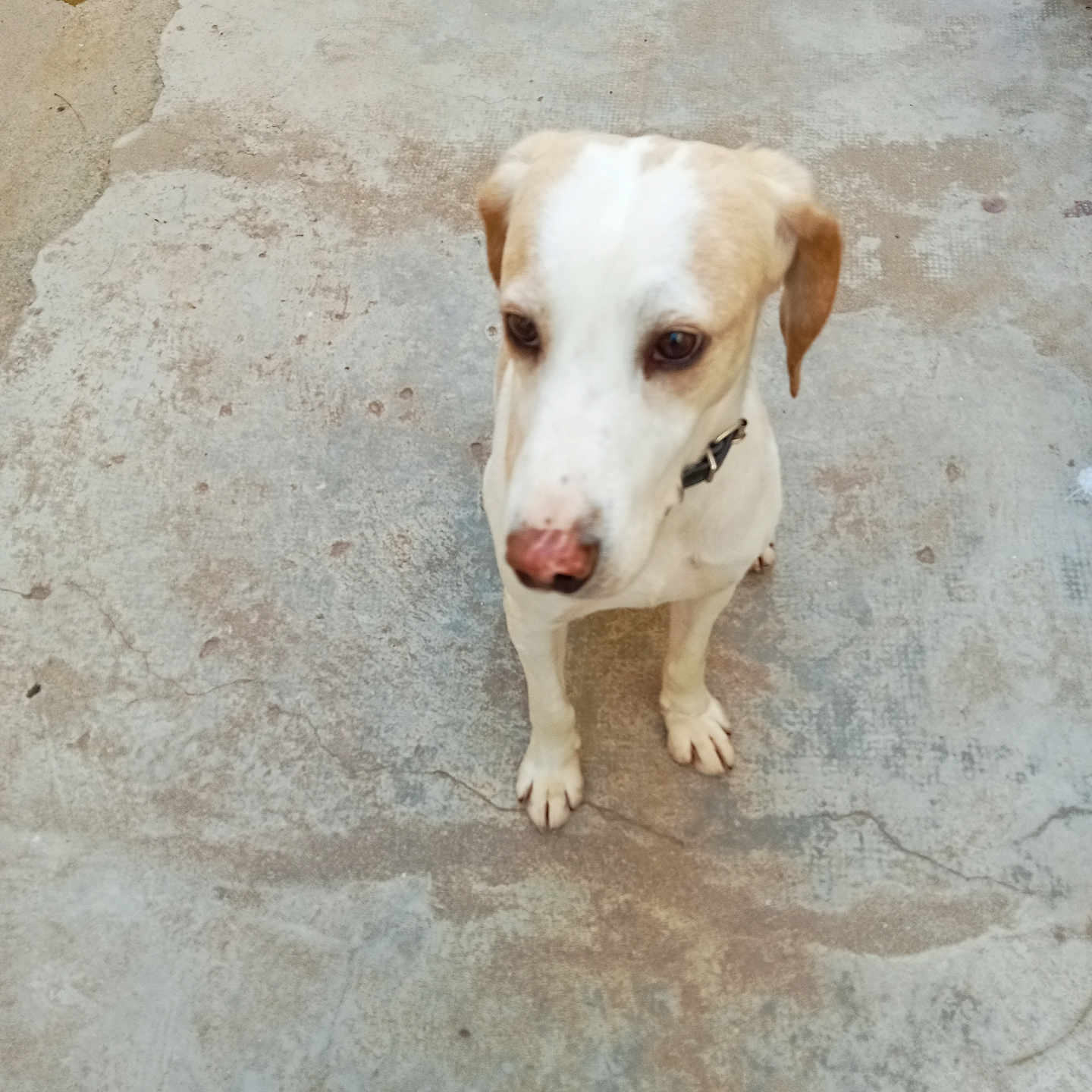 Coock a rejoint le concours — aidez-le/la à gagner de superbes lots ! alert, animal, brown, canine, collar, concrete_floor, curious, dog, domestic_animal, ears, fur, looking, nose, outdoor, paws, pet, quiet, standing, white, young